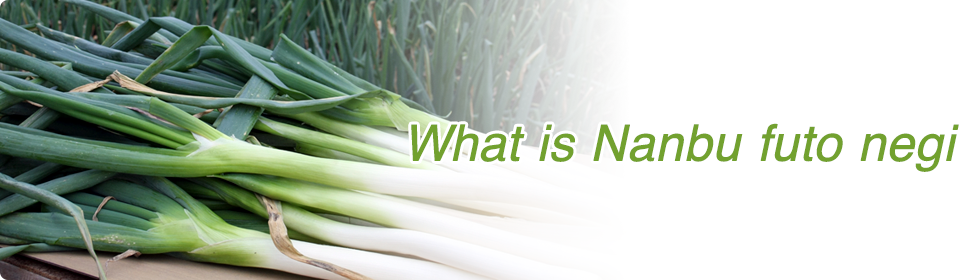 南部太ネギとは